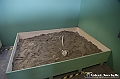 VBS_0984 - Dinosauri. Terra dei giganti